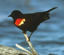 http://upload.wikimedia.org/wikipedia/commons/thumb/4/43/Redwingblackbird1.jpg/220px-Redwingblackbird1.jpg